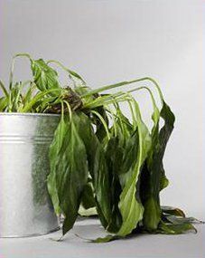 9f0ddaf84c621256fe3f01a6eedf29f9